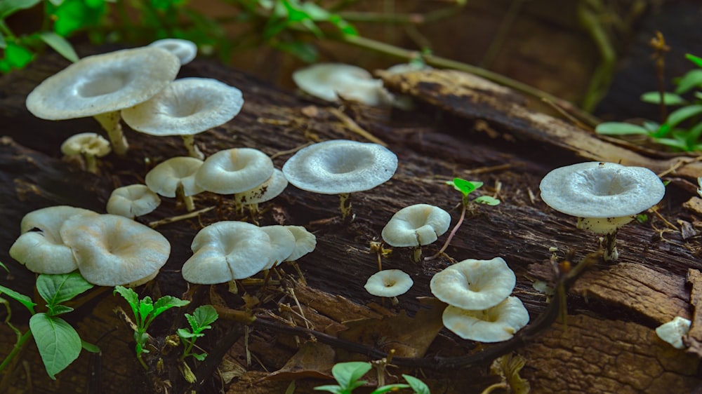 white and gray mushroom on brown tree branch