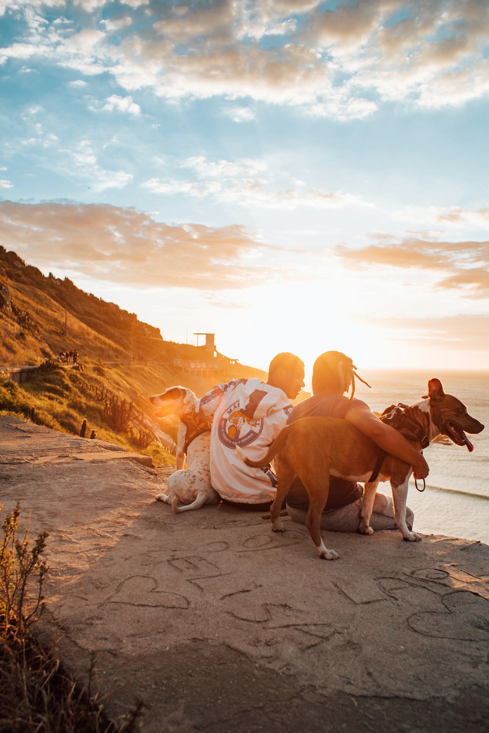 brown cow and white short coated dog on gray sand during sunset