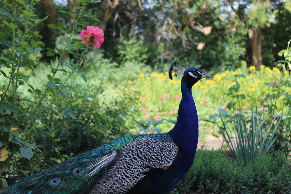 blue peacock standing on brown soil during daytime