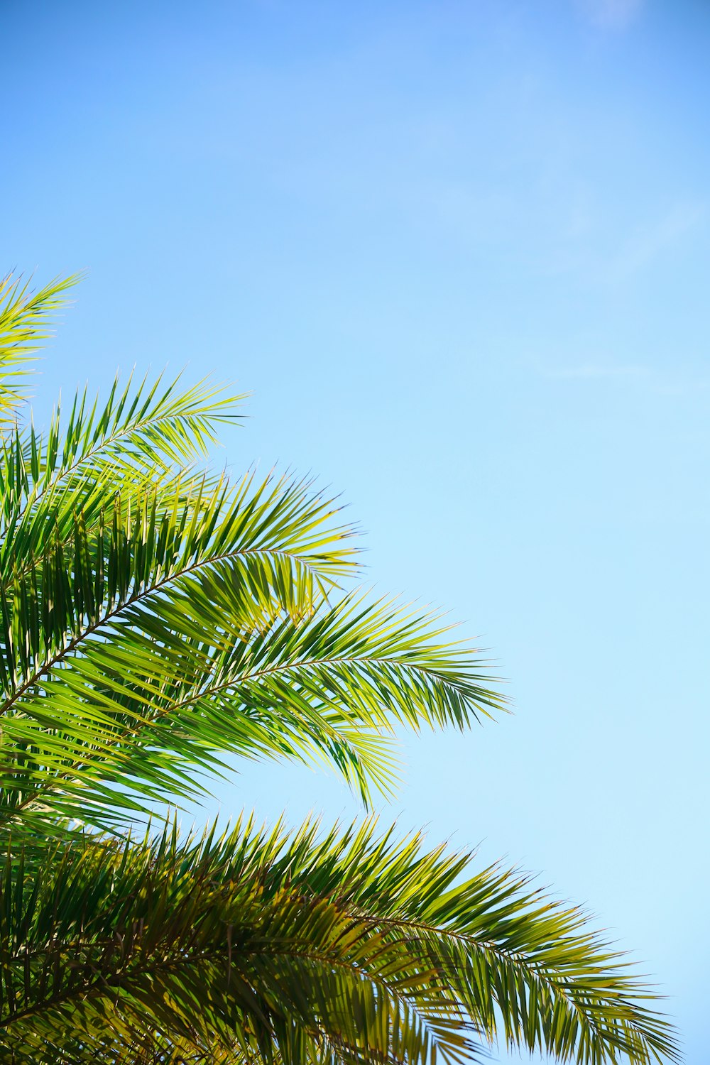 green palm tree under blue sky during daytime