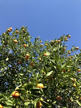 Lush green branches of an orange tree laden with ripe oranges stretch upwards against a backdrop of a clear blue sky. The vivid colors create a striking contrast, highlighting the abundance and freshness of the fruit.