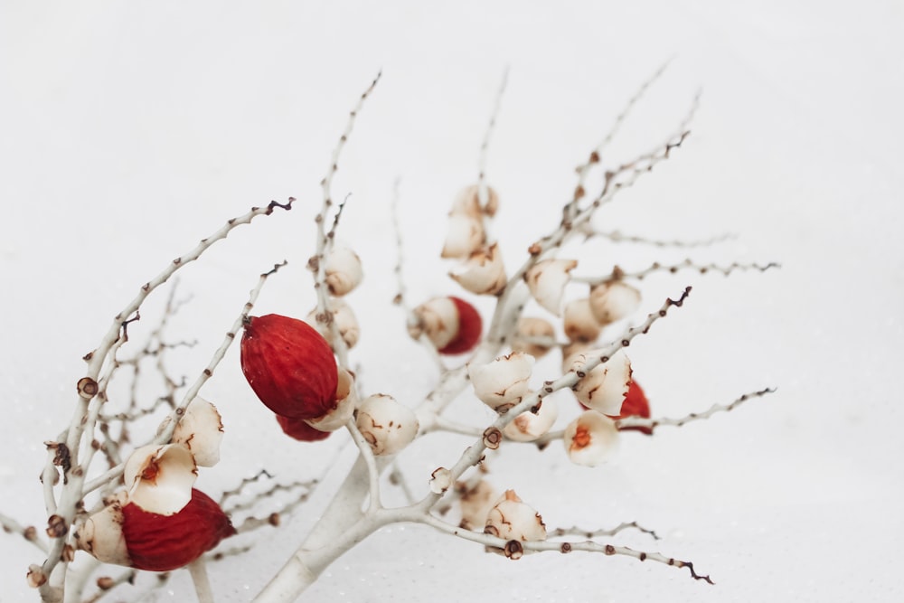 red and white flower buds