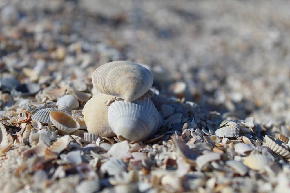 white and gray seashells on gray sand during daytime