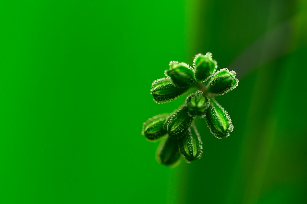 Grüne Pflanze in Makrolinse