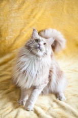 white and brown long fur cat
