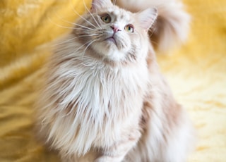 white and brown long fur cat