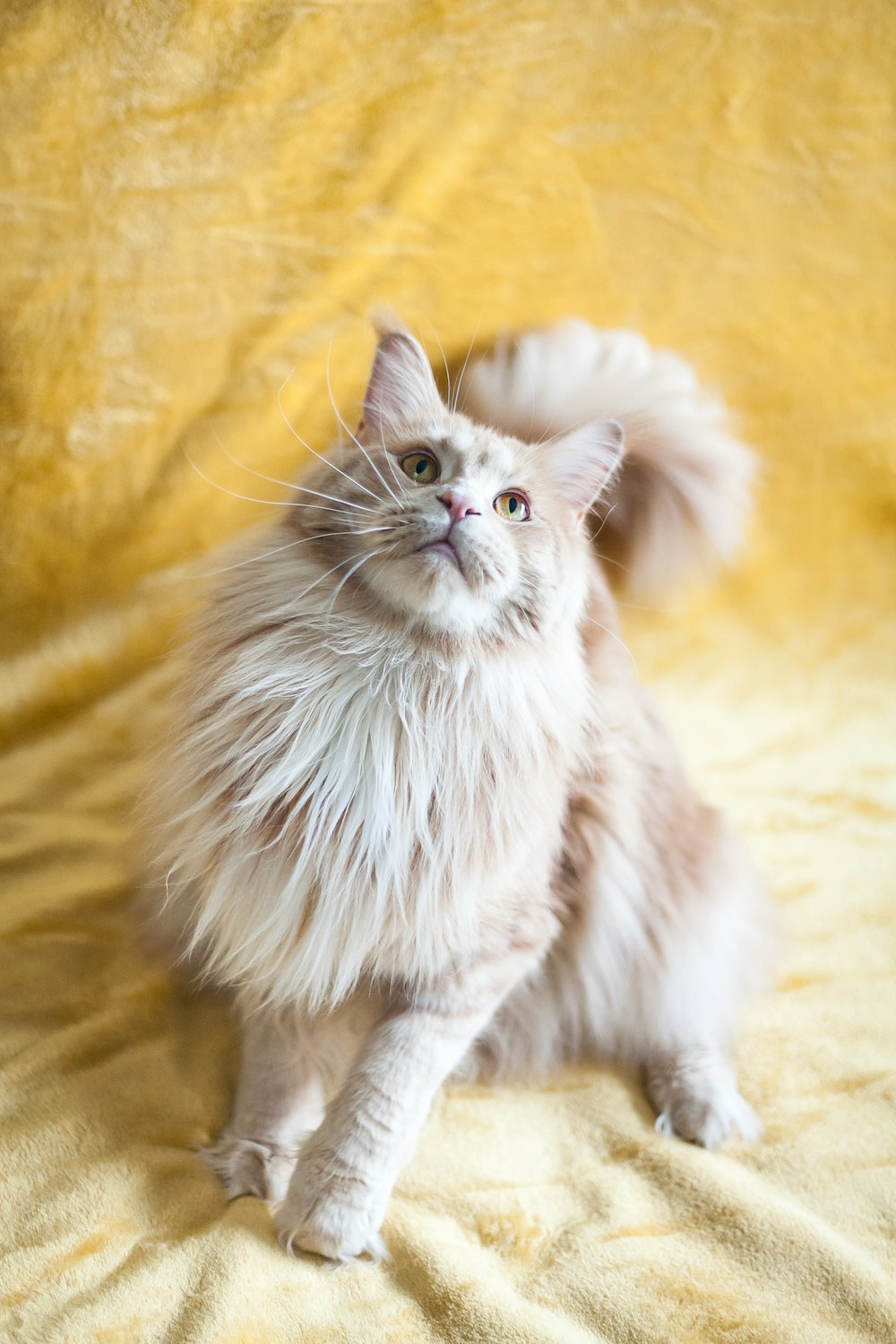 white and brown long fur cat