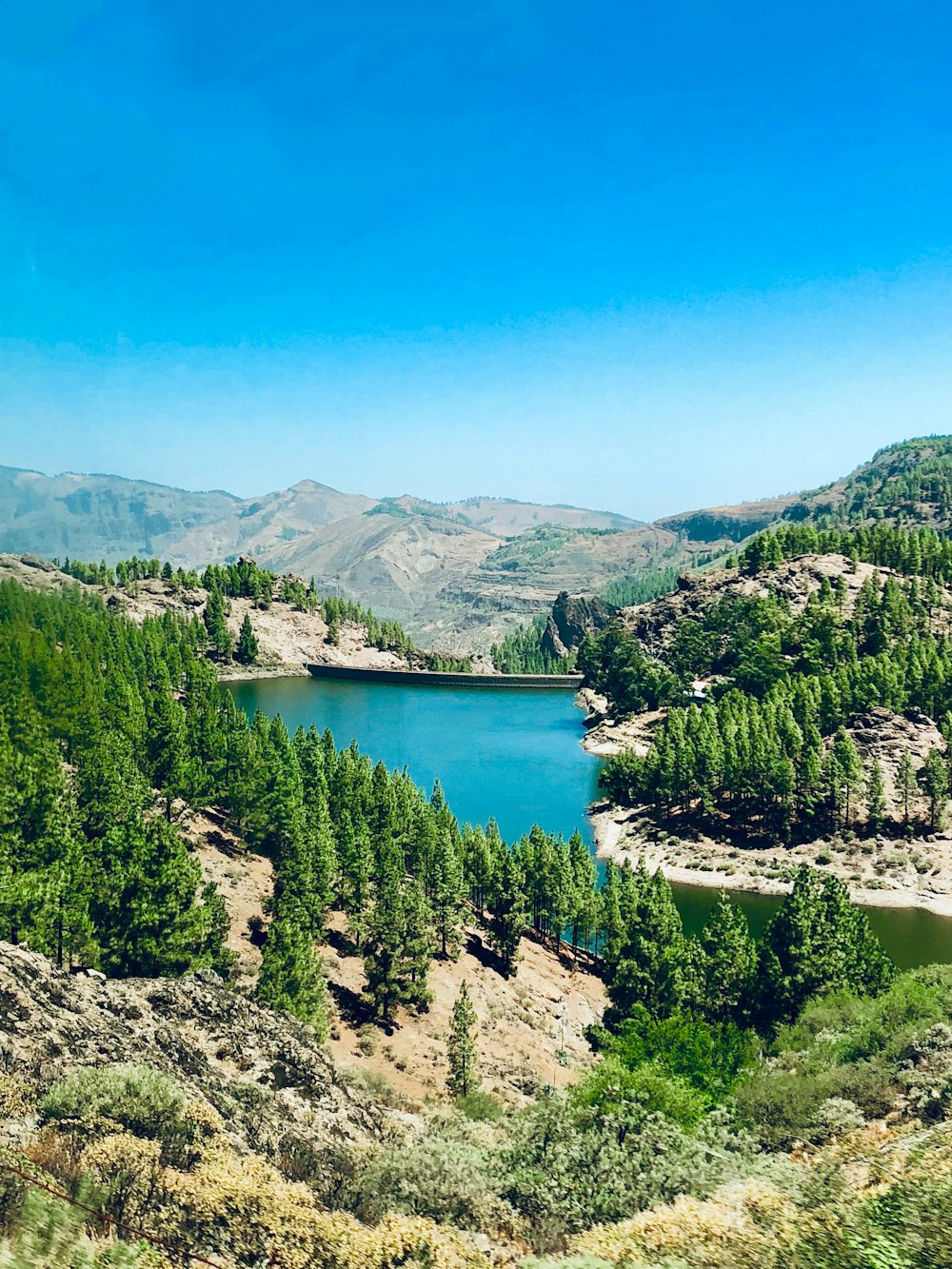 green trees near lake under blue sky during daytime