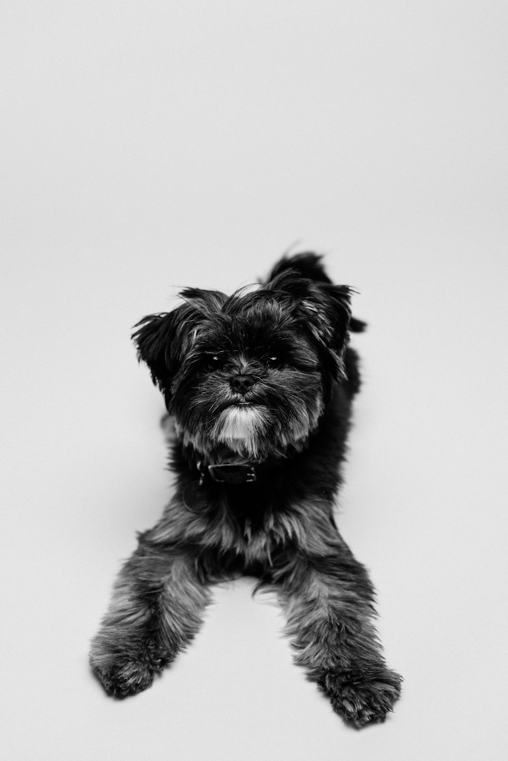 black and white long coat small dog