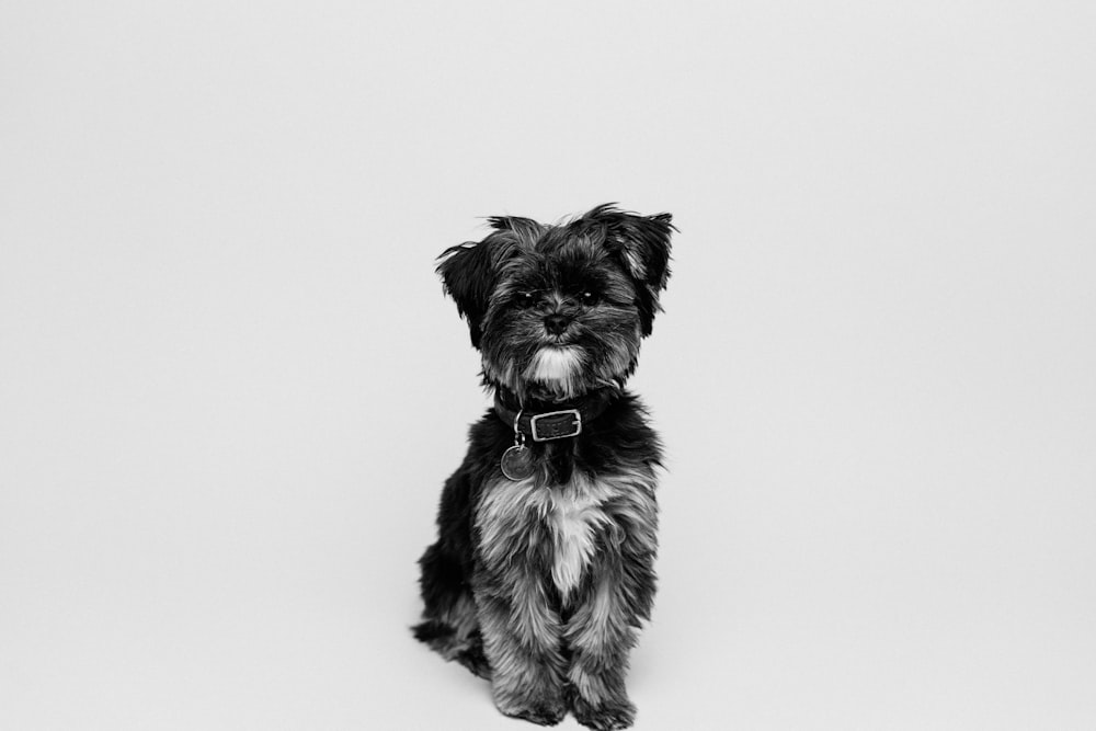 black and white long coat small dog
