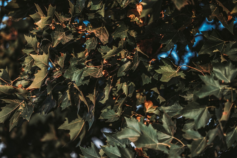 green and brown leaves during daytime