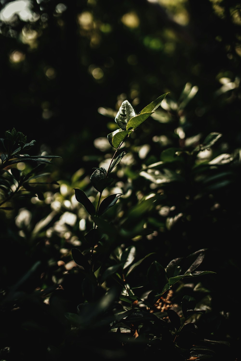 green plant in close up photography