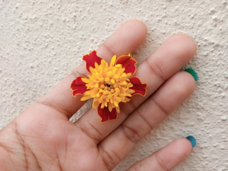Hands holding a blooming turmeric flower, highlighting the vibrant ingredients that nourish your skin.