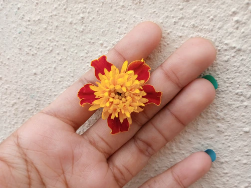 Hands holding a blooming turmeric flower, highlighting the vibrant ingredients that nourish your skin.