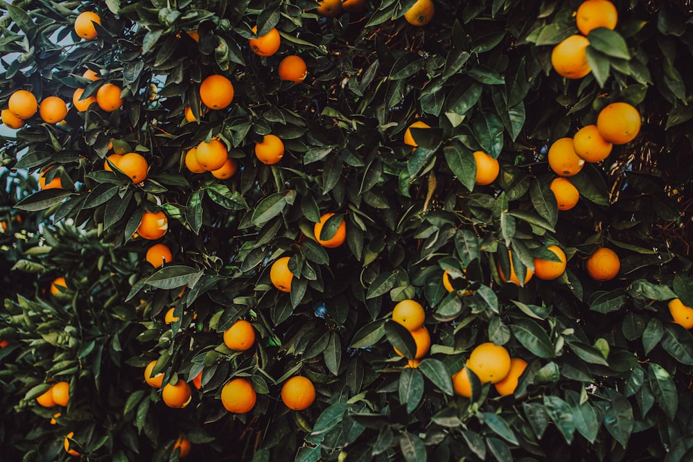 orange fruits on green leaves