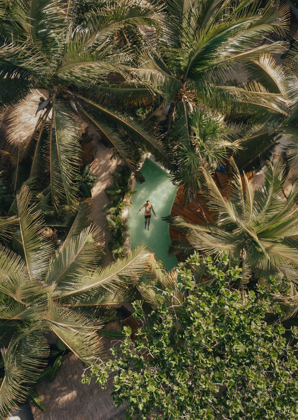 green pine tree during daytime