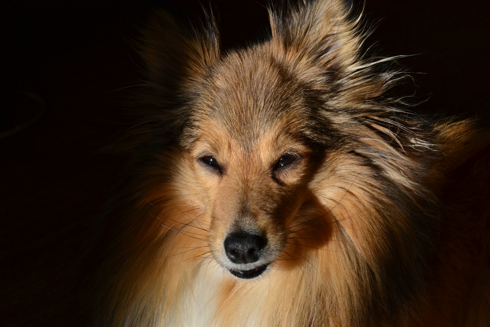 Shetland Sheepdog Health: What to Watch For