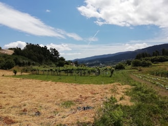 A serene view of the Gallura countryside in Sardinia.