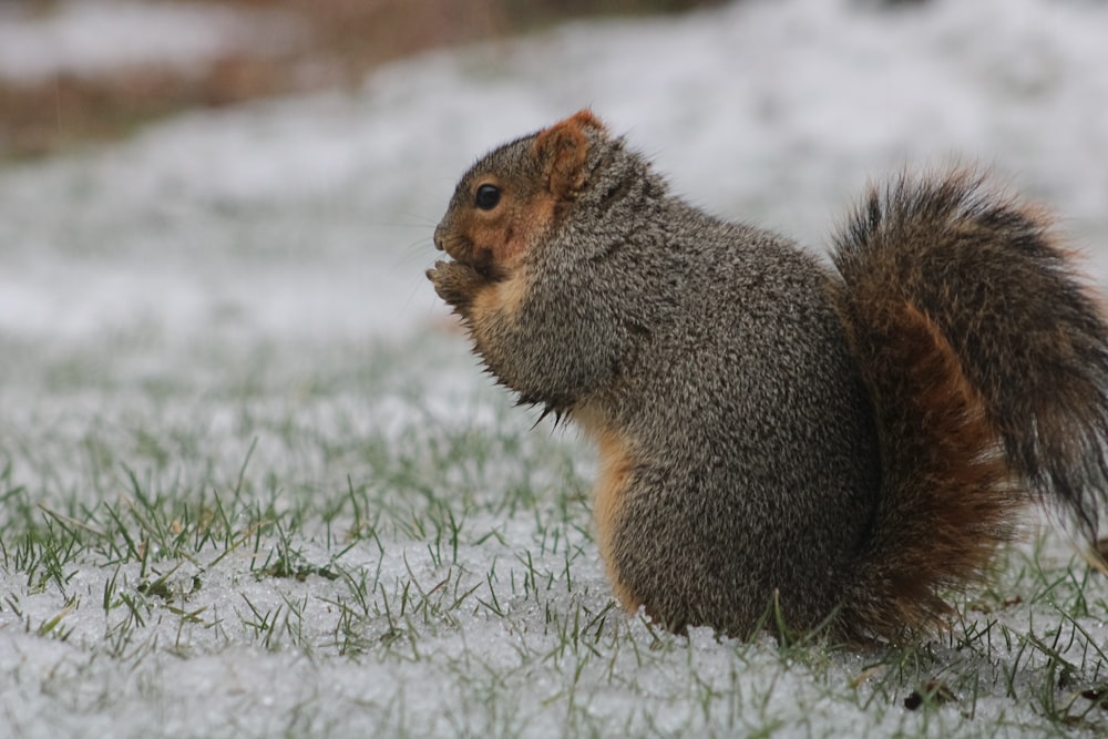 brown squirrel on snow covered ground during daytime