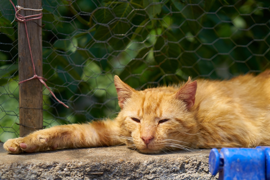 orange tabby cat lying on ground