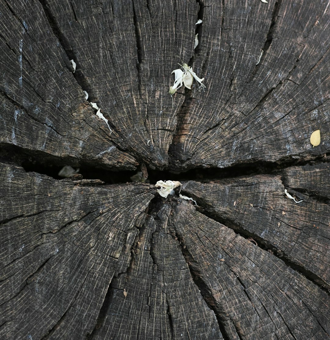 white flower on brown wooden surface