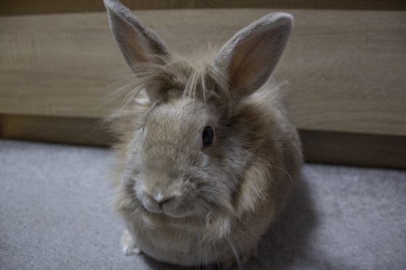 A light brown rabbit with long fur and large, upright ears is sitting on a carpet with a wooden surface in the background.