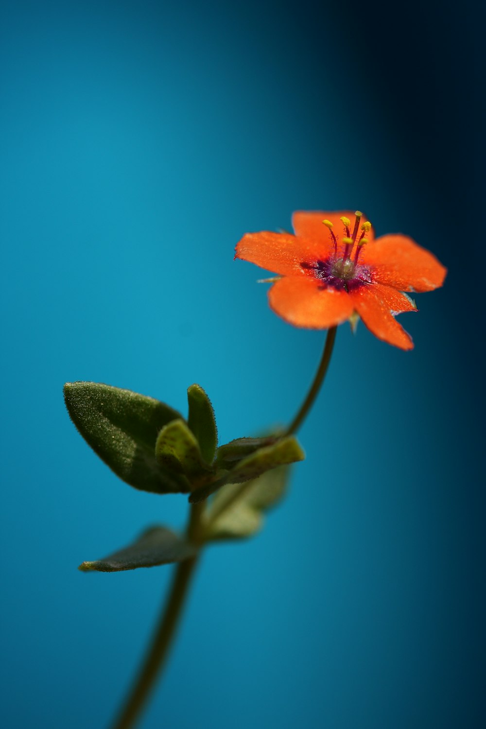 orange flower in tilt shift lens