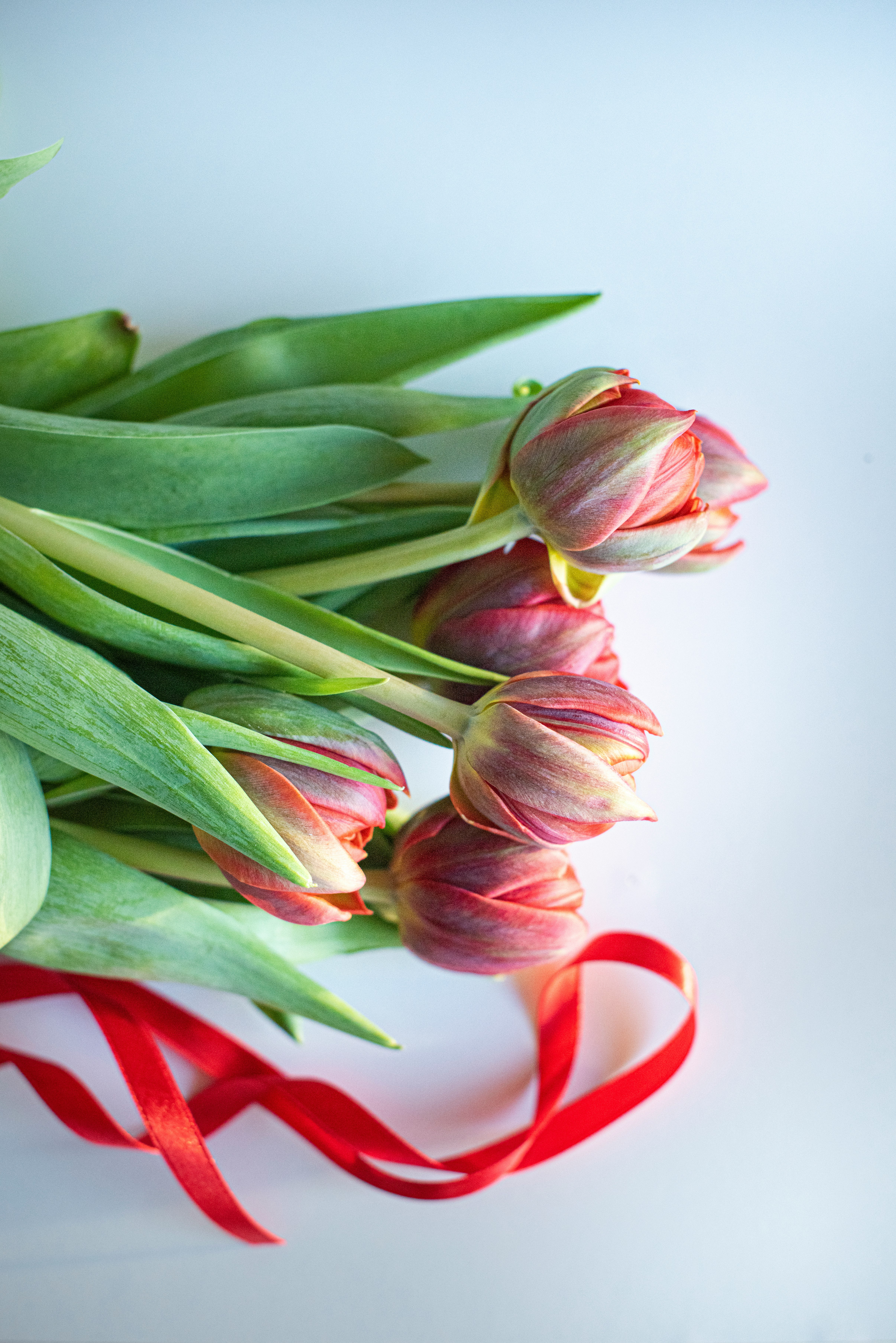 pink and green tulips on white surface