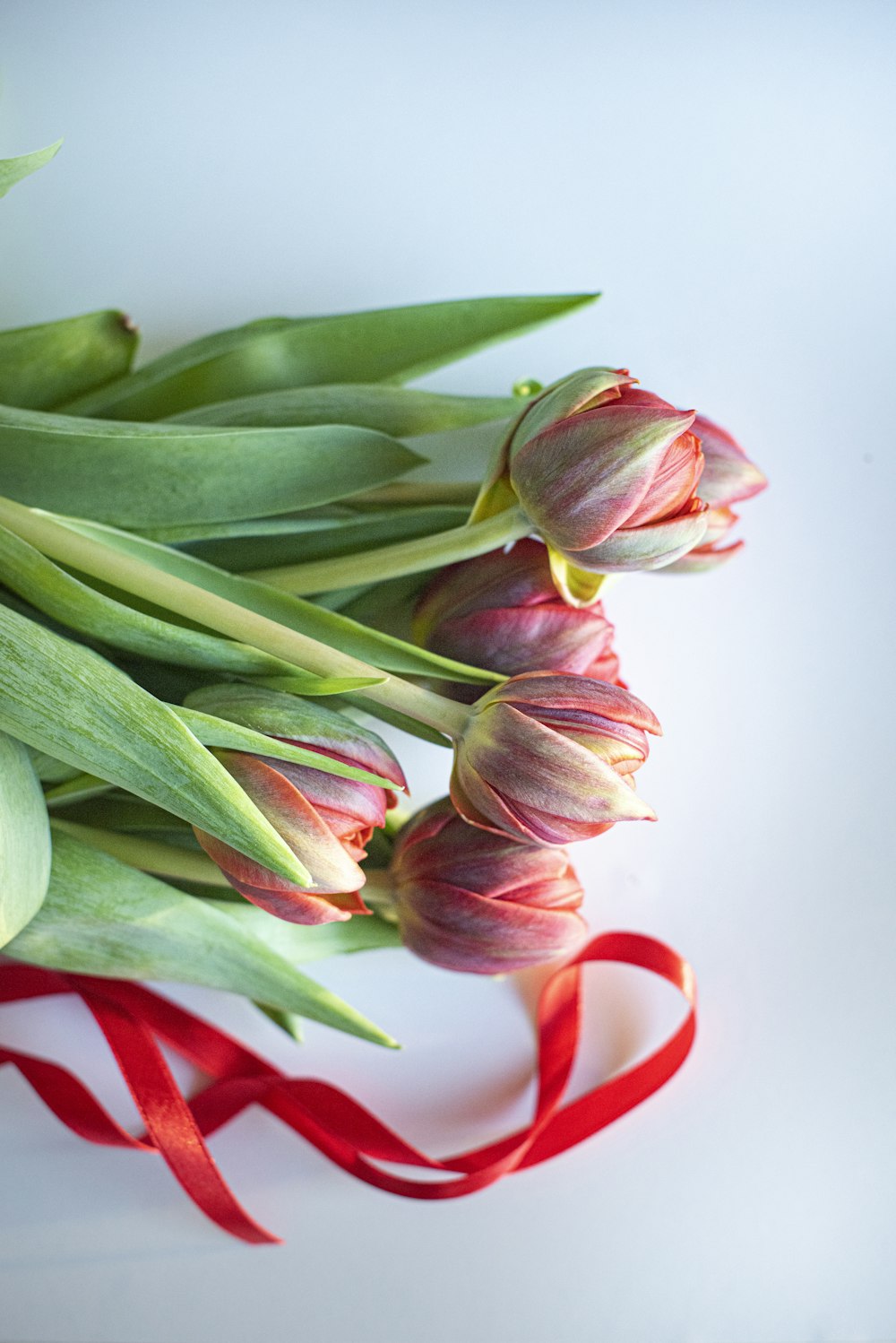 pink and green tulips on white surface