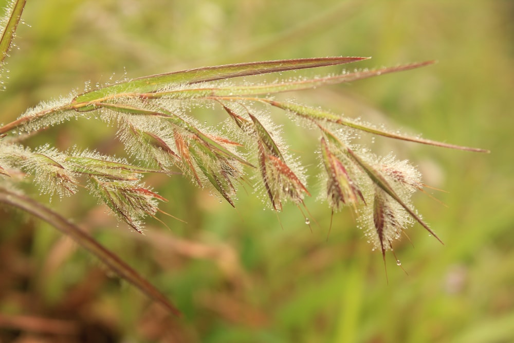 brown and green plant stem