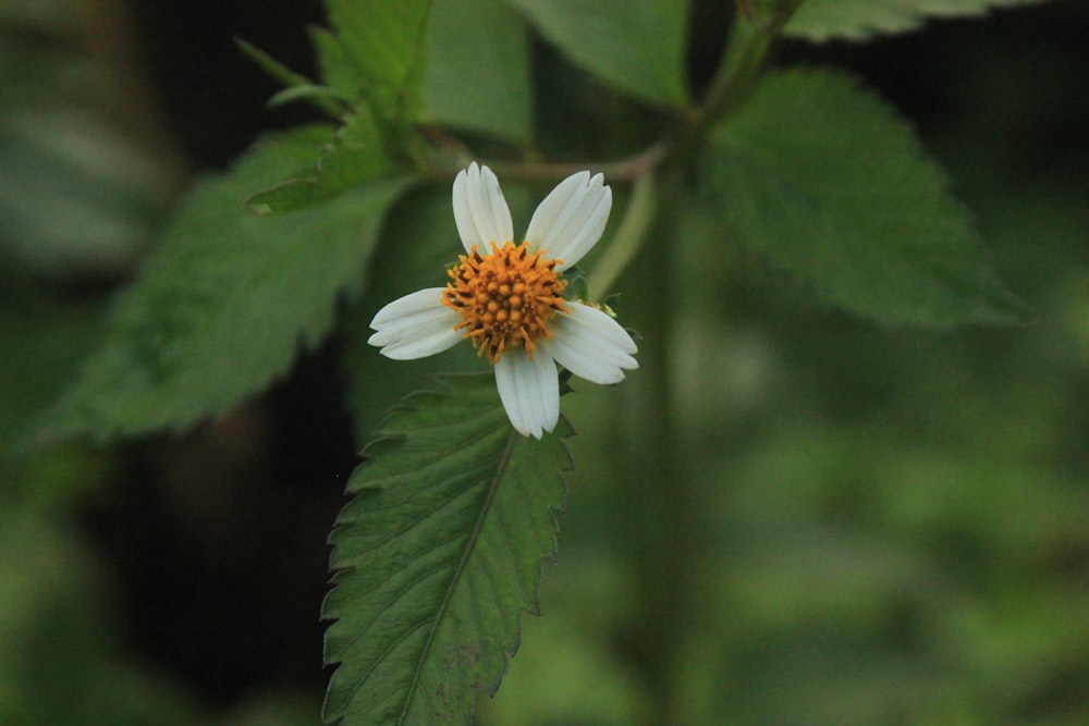 white flower in tilt shift lens