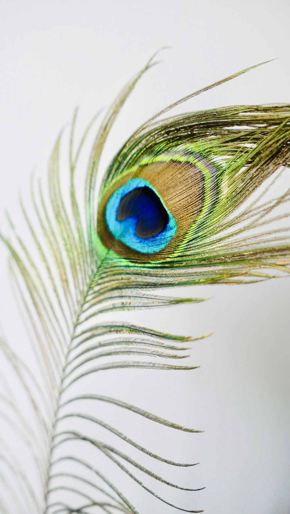 green and blue peacock feather