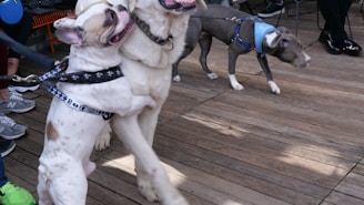 Two dogs are playfully interacting on a wooden deck, with one standing on its hind legs leaning against the other. Both dogs are wearing harnesses. A third dog wearing a blue harness is seen walking nearby. Human legs and shoes are visible around them, indicating they are in a public or outdoor setting.