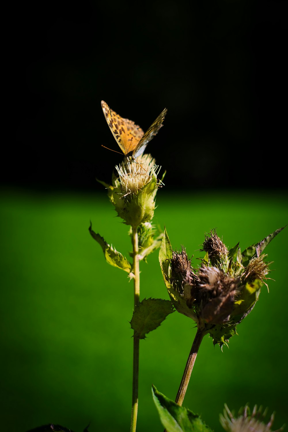 brown butterfly perched on green plant during daytime