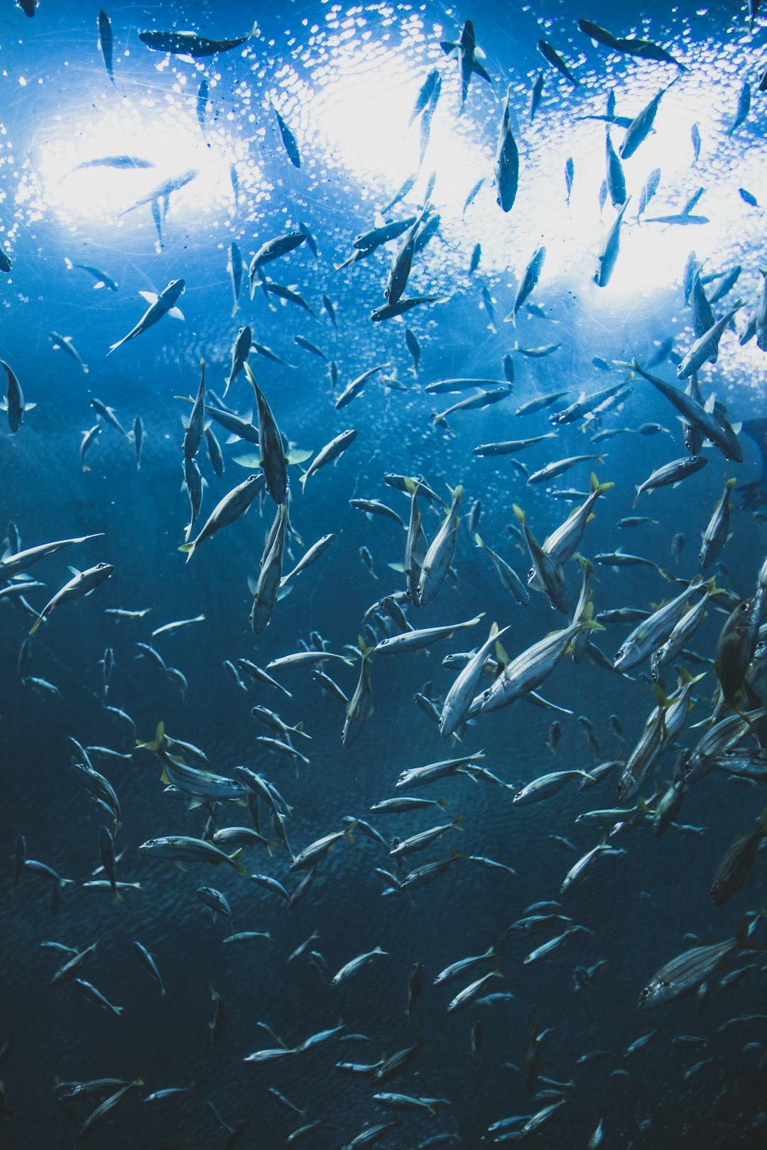 school of fish under water