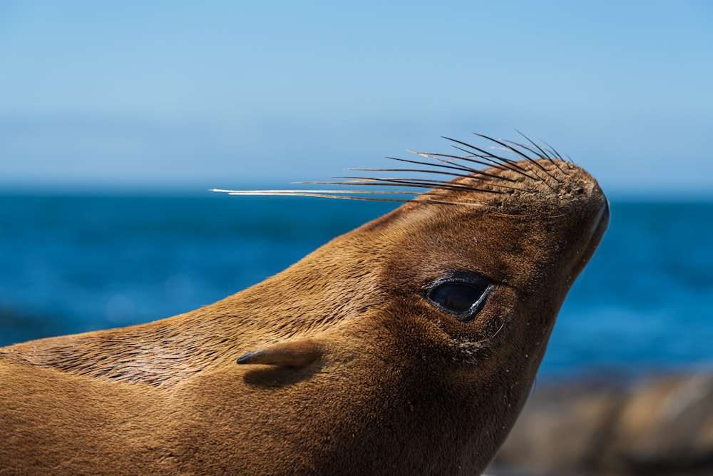sea lion on blue sea during daytime