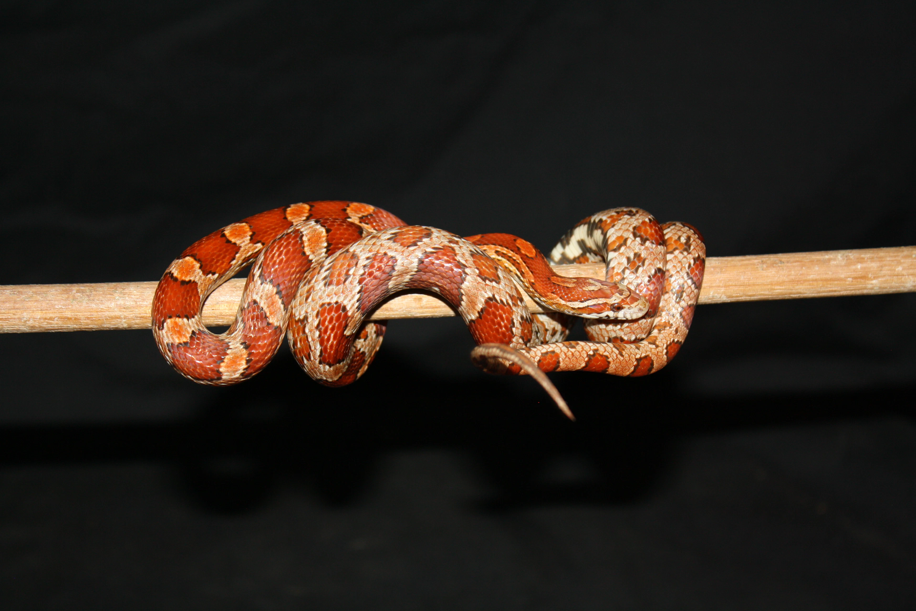 Orange and red corn snake wrapped around a stick