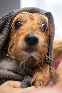 Splash Happy Towel