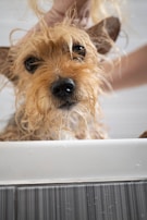 A small, scruffy dog with wet fur is being bathed by a person. The dog appears to be in a tub, with its ears perked up. Water droplets are visible on the surface, and the dog has a curious and slightly bewildered expression.