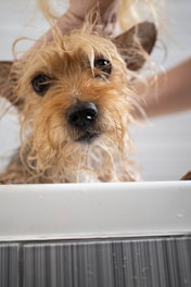 A small, scruffy dog with wet fur is being bathed by a person. The dog appears to be in a tub, with its ears perked up. Water droplets are visible on the surface, and the dog has a curious and slightly bewildered expression.
