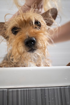 A small, scruffy dog with wet fur is being bathed by a person. The dog appears to be in a tub, with its ears perked up. Water droplets are visible on the surface, and the dog has a curious and slightly bewildered expression.