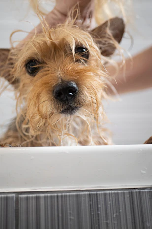 A playful puppy enjoying a stress-free bath with a caring trainer nearby.