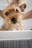 A small, scruffy dog with wet fur is being bathed by a person. The dog appears to be in a tub, with its ears perked up. Water droplets are visible on the surface, and the dog has a curious and slightly bewildered expression.