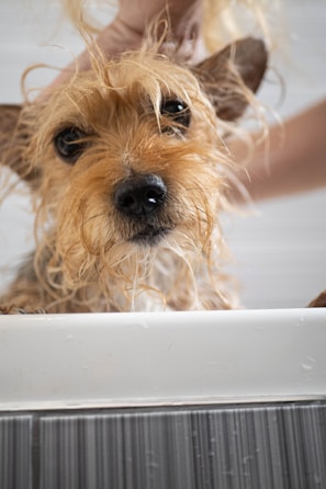 A groomer gently washing a small dog in a stainless steel tub with bubbles.