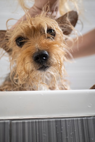 A small, scruffy dog with wet fur is being bathed by a person. The dog appears to be in a tub, with its ears perked up. Water droplets are visible on the surface, and the dog has a curious and slightly bewildered expression.