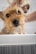 A small, scruffy dog with wet fur is being bathed by a person. The dog appears to be in a tub, with its ears perked up. Water droplets are visible on the surface, and the dog has a curious and slightly bewildered expression.