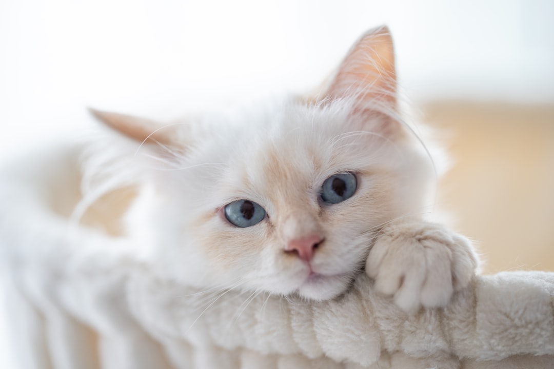 white cat lying on white textile