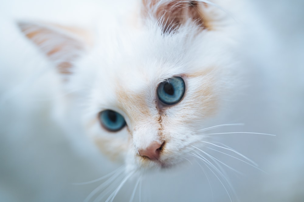 white and brown short fur cat