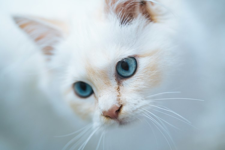 Young pale Birman cat with blue eyes looking downward