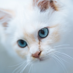 white and brown short fur cat
